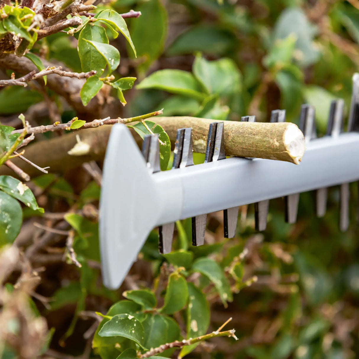 Tagliasiepi Bosch GHE 18V-50